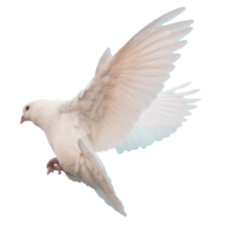 Glaubensbotschafter Taube