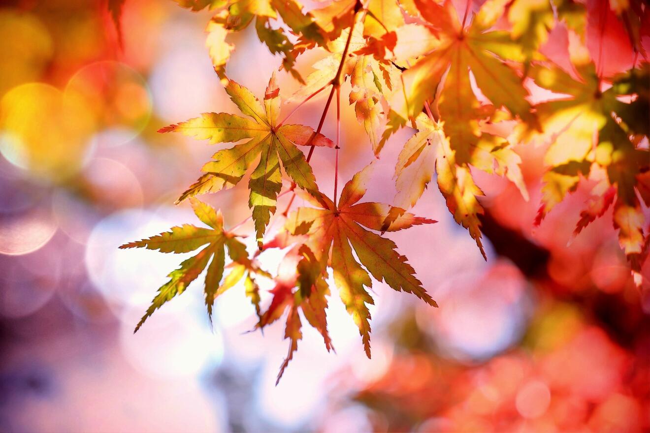 2026-10-22_08-51-15-offener_treff_herbst