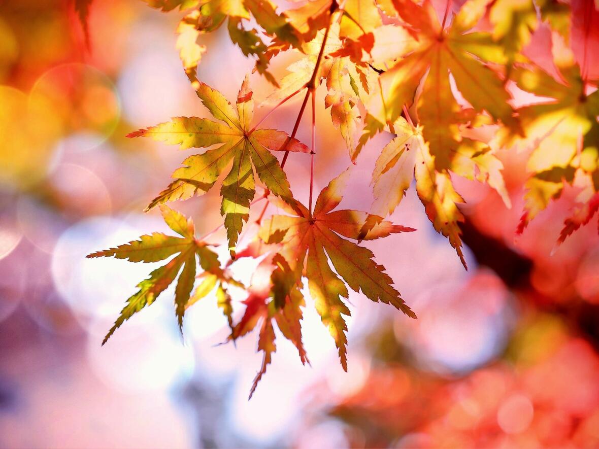 2026-10-22_08-51-15-offener_treff_herbst